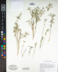 Ditaxis lanceolata image