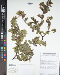 Arctostaphylos pajaroensis image