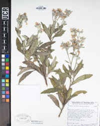 Eriodictyon crassifolium var. nigrescens image