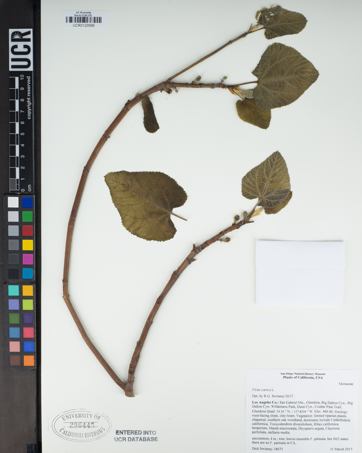 Ficus carica image