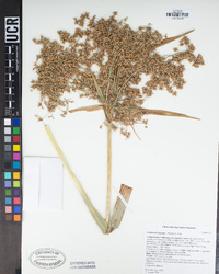 Scirpus microcarpus image