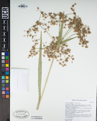 Scirpus microcarpus image