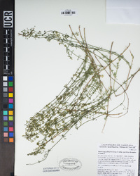 Galium angustifolium image