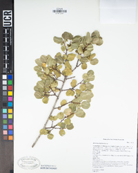 Rhamnus ilicifolia image