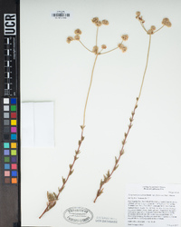 Eriogonum fasciculatum var. foliolosum image