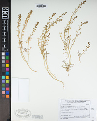 Lepidium nitidum image