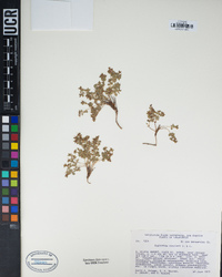 Euphorbia fendleri image