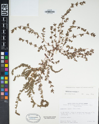 Euphorbia maculata image