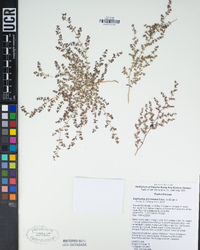 Euphorbia micromera image