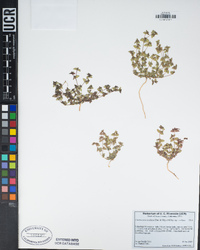 Euphorbia ocellata subsp. ocellata image