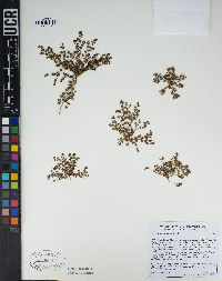 Euphorbia polycarpa image