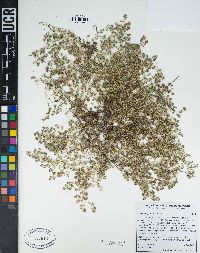 Euphorbia polycarpa image