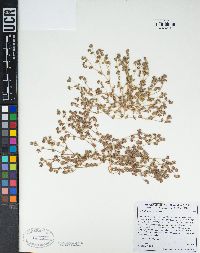 Euphorbia setiloba image
