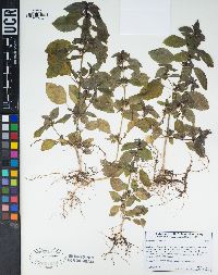 Mercurialis annua image