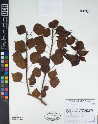 Sapium sebiferum image