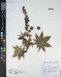 Ricinus communis image