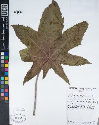 Ricinus communis image