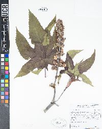 Ricinus communis image