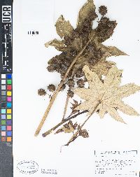 Ricinus communis image