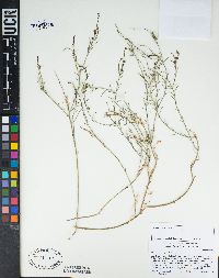 Stillingia linearifolia image