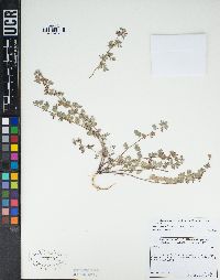 Acmispon nevadensis image