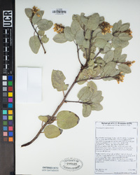 Arctostaphylos glauca image