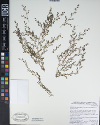 Euphorbia micromera image