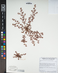 Chorizanthe polygonoides image