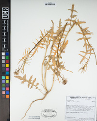 Sisymbrium irio image