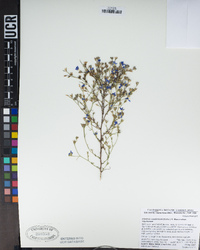 Eriastrum sapphirinum image