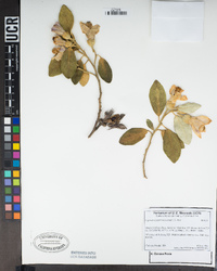 Lagunaria patersonia image