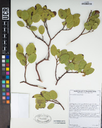 Arctostaphylos patula image