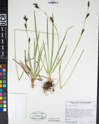 Carex fissuricola image