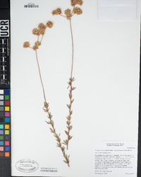 Eriogonum fasciculatum var. foliolosum image