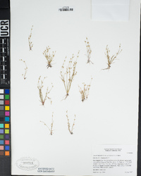 Juncus bufonius image