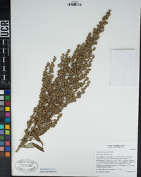 Artemisia douglasiana image