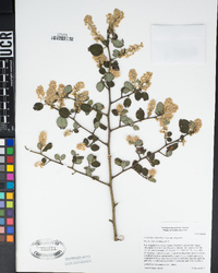 Ceanothus oliganthus var. oliganthus image