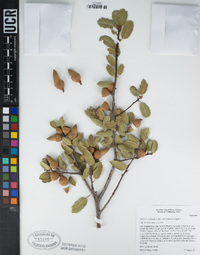 Quercus wislizeni var. frutescens image