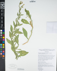 Nicotiana obtusifolia image