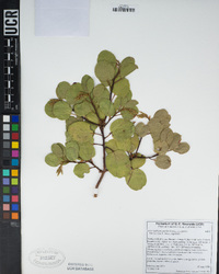 Arctostaphylos patula image