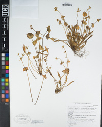 Claytonia parviflora image