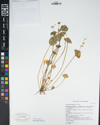 Claytonia perfoliata image