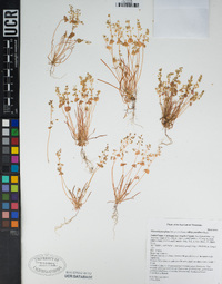 Claytonia parviflora image