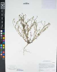 Cryptantha micromeres image