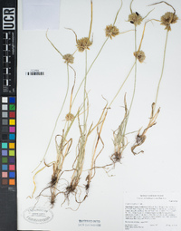 Cyperus eragrostis image