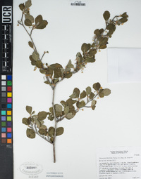 Cercocarpus betuloides image