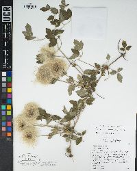 Clematis lasiantha image