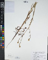 Amsinckia lycopsoides image