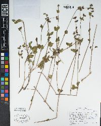 Mirabilis laevis var. crassifolia image