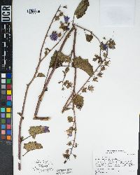 Phacelia minor image